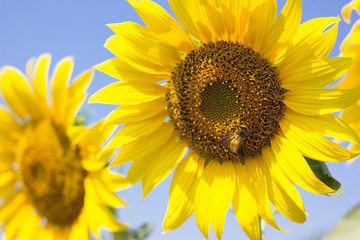 Fototapeta premium Sunflower in the field