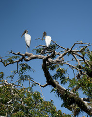 Wood Storks in Amazon