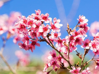 Fototapeta na wymiar Sakura Sakura Pink Cherry blossoms flowers in Thailand