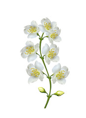 branch of jasmine flowers isolated on white background