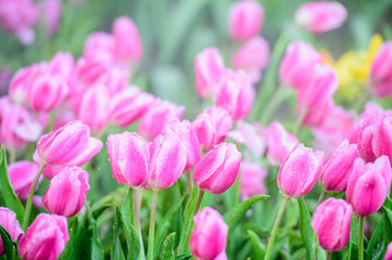 Many color of tulip in garden
