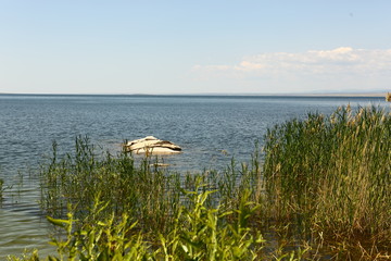 Камыши © pns_snp