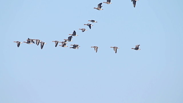 Flock of Birds Geese flying in formation, Blue sky background.