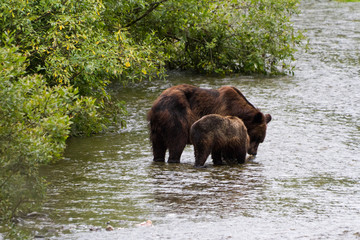 grizzly bear © Feng Yu