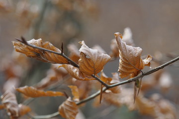 Buchenblätter getrocknet