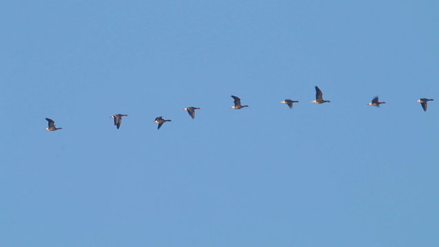 Flock of Birds Geese flying in formation, Blue sky background.