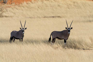 2 Oryx in grassland.