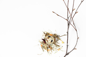 quail egg in the nest