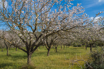 Almond blossom in Ibiza, Spain