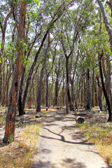 Pathway through Australian rainforest
