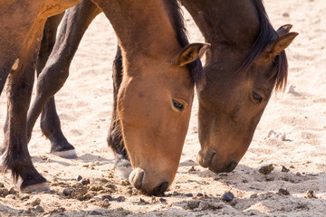 Two wild horeses near garub, namibia