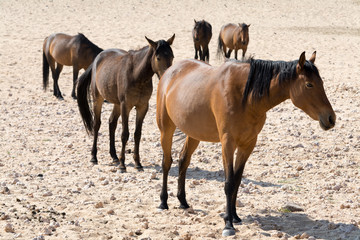 Obraz premium five wild horses on the way to a waterhole in garub desert namib