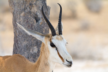springbok portrait in front of a tree