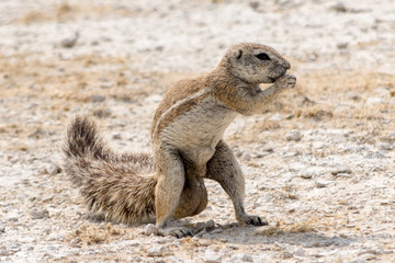 Ground Squirrel