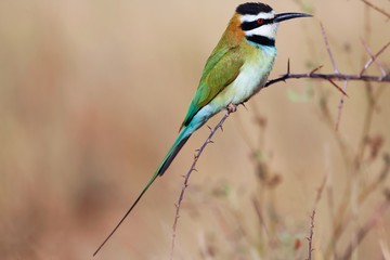 a white-throated bee-eater in samburu national park kenya