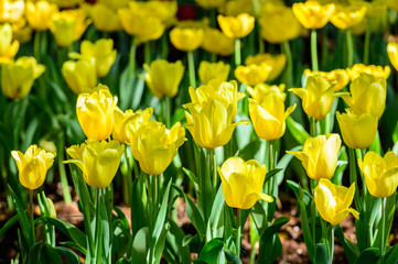 Obraz premium Many color of tulip in garden