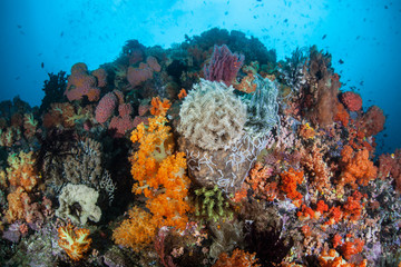 Naklejka na ściany i meble Underwater Reef Biodiversity