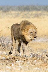 hungry lion on the move
