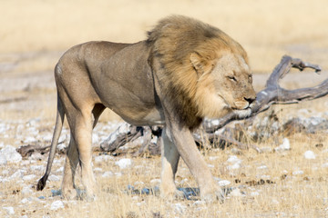 hungry lion on the move