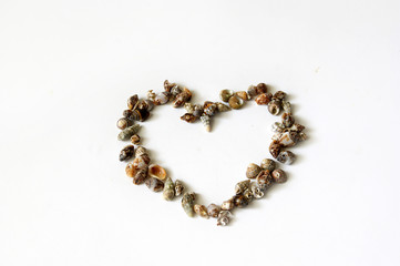 The figure of a heart made of  seashells