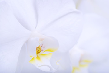 Naklejka na ściany i meble beautiful white orchid