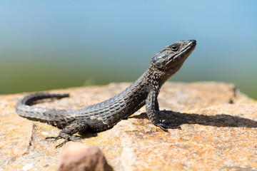 Reptile