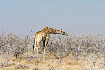 Obraz na płótnie Canvas Giraffes in Acazia Field
