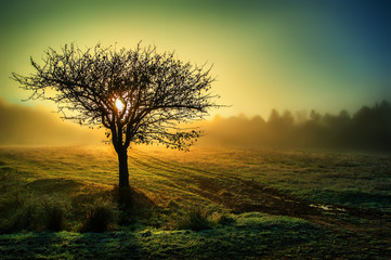 Lonely tree by the road