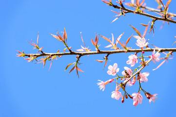 Beautiful pink flower blossom