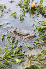 frog in water with algae