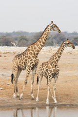 Obraz na płótnie Canvas Two giraffes at waterhole