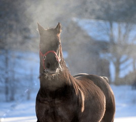ausser Atem, schwarzes Pferd im Schnee