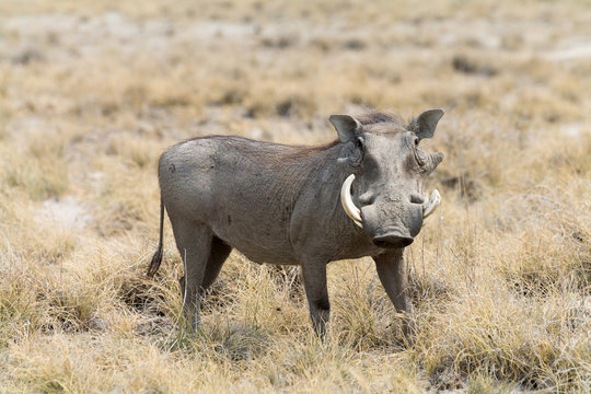 warthog in grass