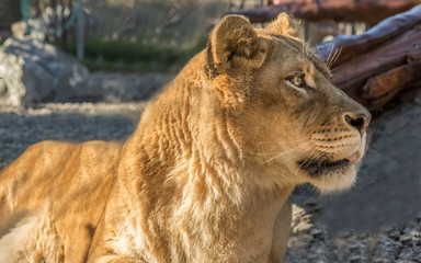 Lion Portrait, Color Image