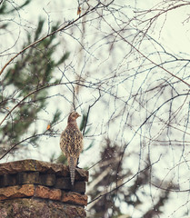 female pheasant sits frontof stone fence