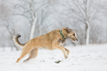 Fototapeta na wymiar Wolfshund im Schnee