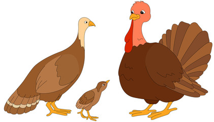 Set of turkey mother, father and poult. Vector illustration