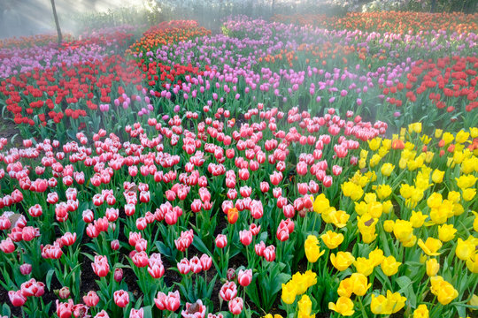 many color of tulip in garden © det-anan sunonethong