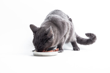 Katze isst aus dem Napf