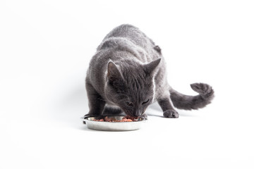 Katze isst aus dem Napf