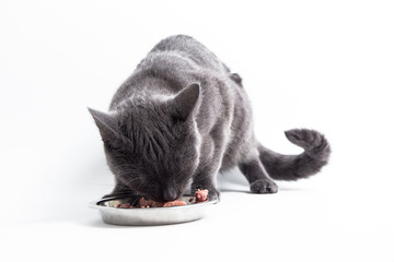Katze isst aus dem Napf