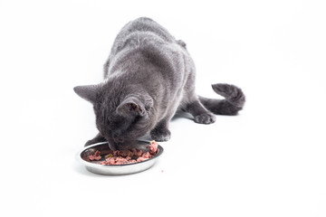 Katze isst aus dem Napf
