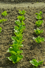 lettuce, chard, spinach, watercress salad and a very valuable plant him eat and cook a lot of different salads. Because they grow in my garden. 