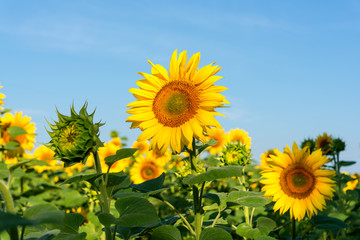 Sunflower blooming flowers on a farm