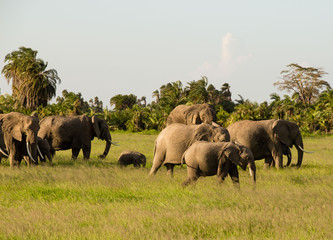 Afrikanische Elefant, Loxodonta africana