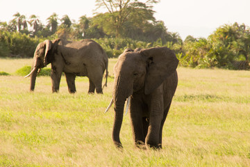 Afrikanische Elefant, Loxodonta africana