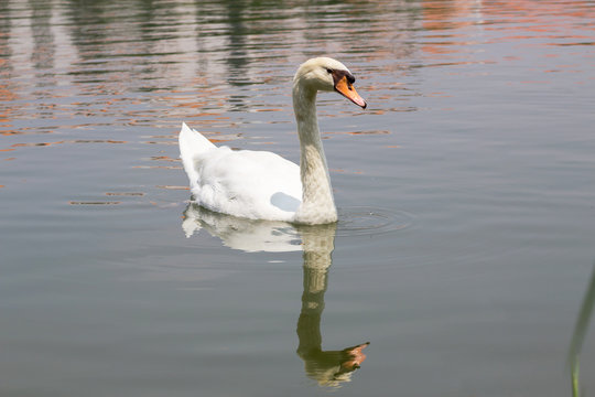 white swans on a lake