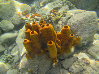 éponge marine naturelle océan nature éponger