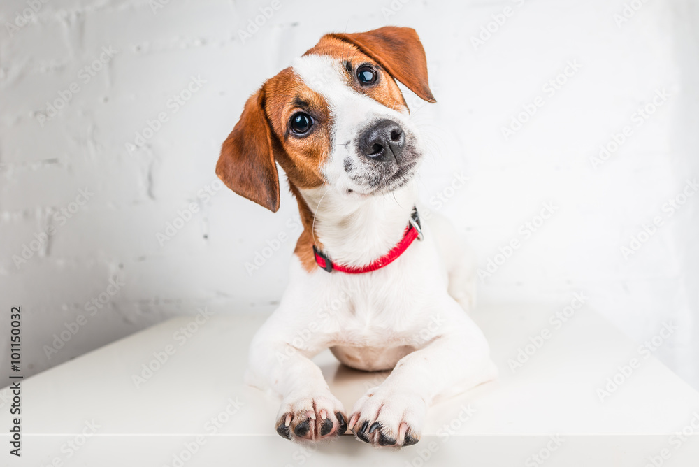 Wall mural jack russell terrier