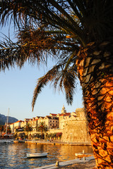 Palme am Hafen von Korcula in Kroatien
